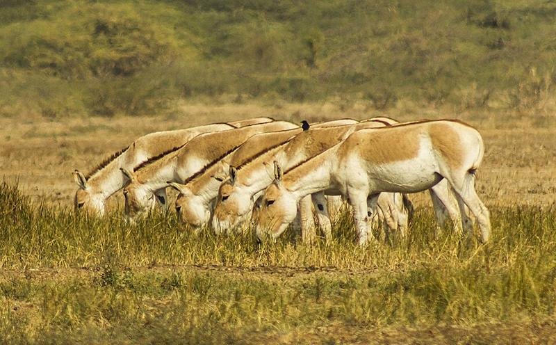 Little Rann Wild Ass Sanctuary