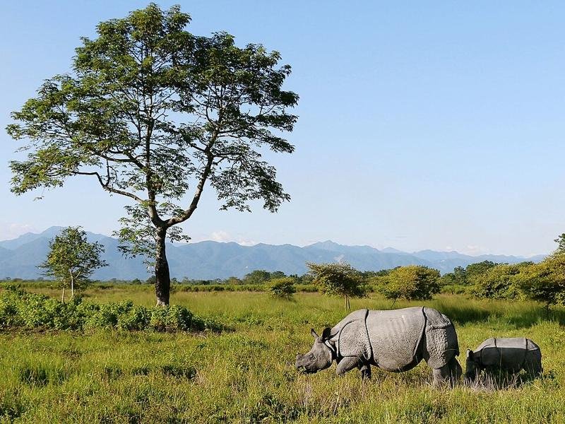 Manas National Park