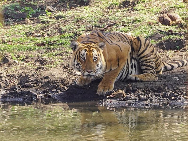 Mudumalai National Park