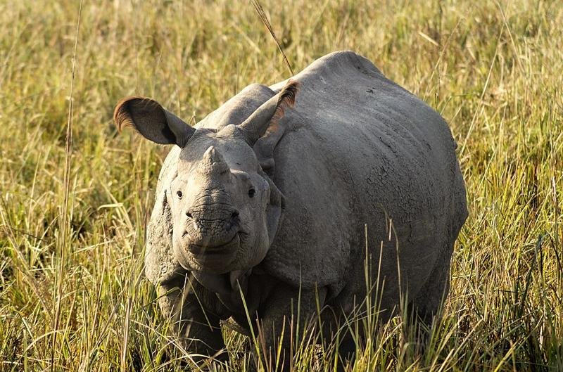 Pobitora Wildlife Sanctuary