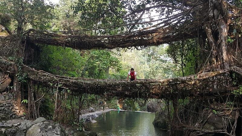 Double Decker Root Bridge
